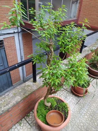 Cedrón o Heirbaluisa