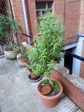 Cedrón o Heirbaluisa