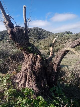 ARRANQUE  DE  OLIVOS