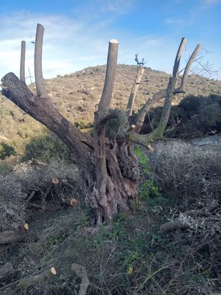 ARRANQUE  DE  OLIVOS