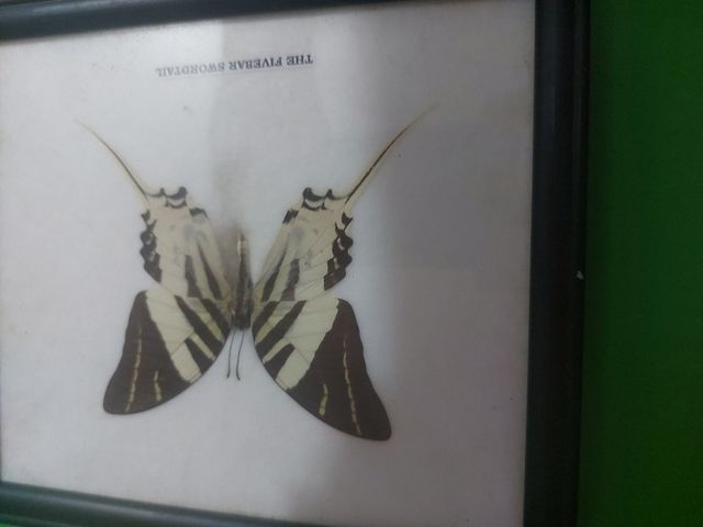 Cuadro reales mariposa swordtail