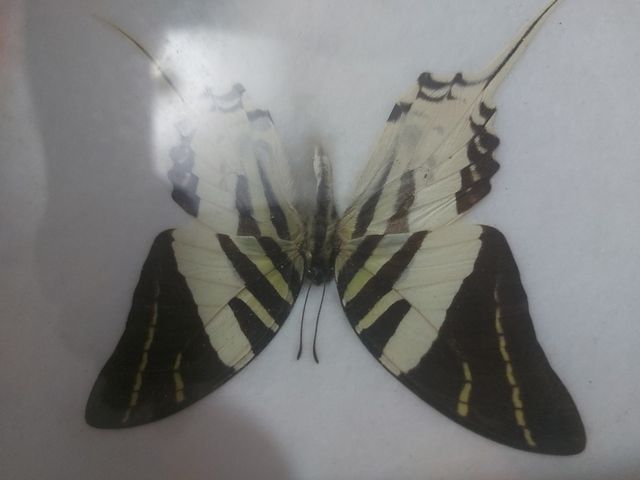 Cuadro reales mariposa swordtail