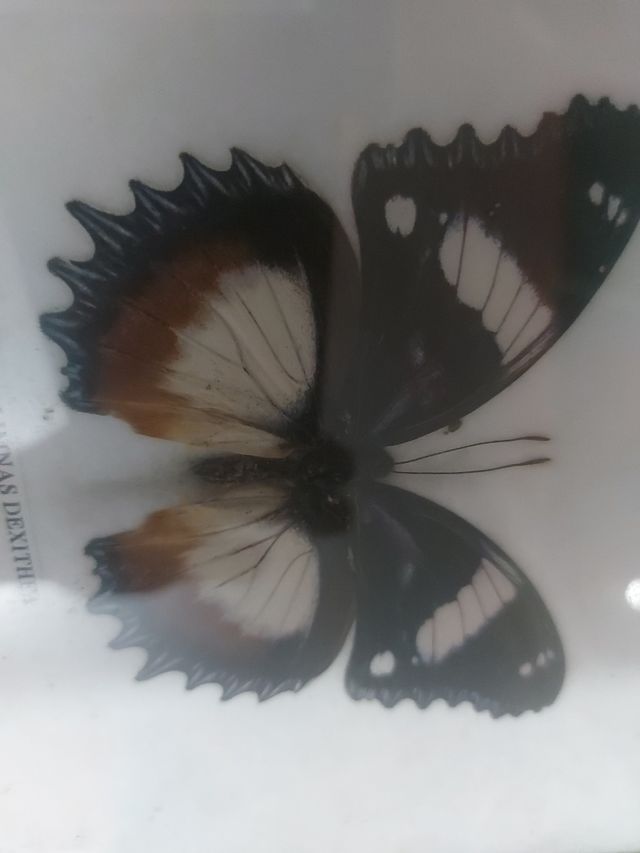 Hypolimnas dexithea mariposa reale cuadro