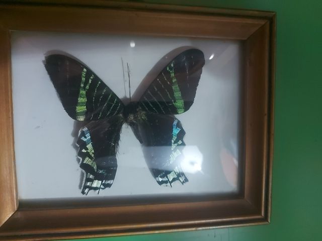 Mariposa azul verde cuadro reale