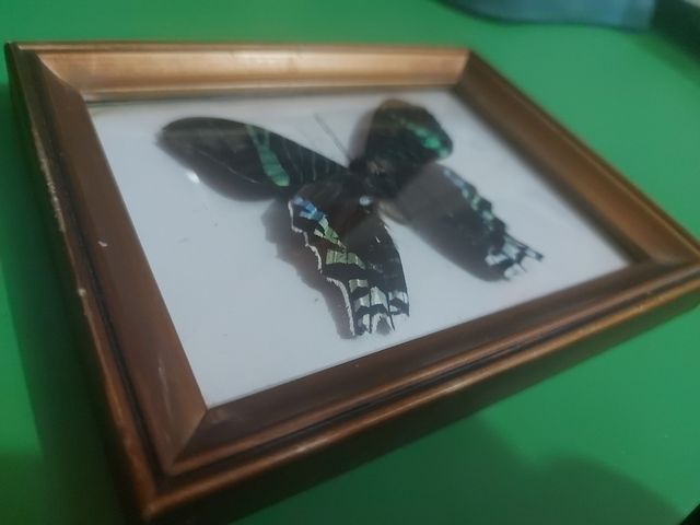 Mariposa azul verde cuadro reale