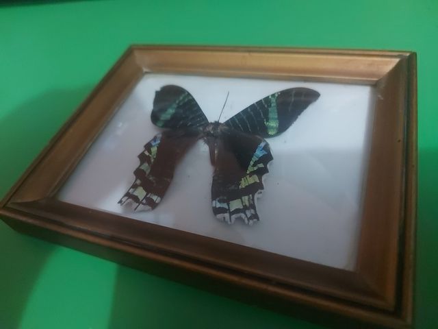 Mariposa azul verde cuadro reale