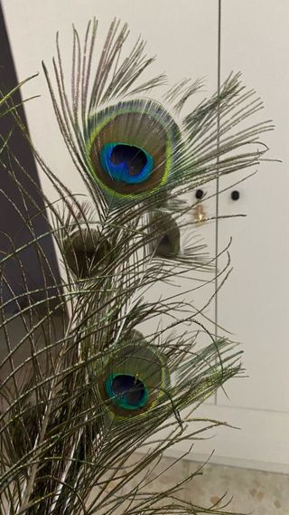 Plumas aveztruz