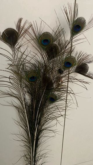 Plumas aveztruz