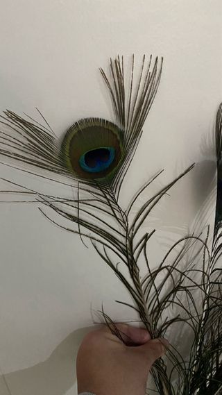 Plumas aveztruz