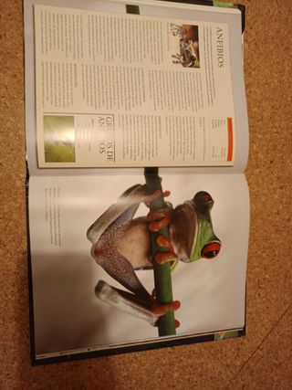 Enciclopedia Práctica del Mundo Animal (Spanish Edition)