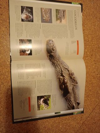 Enciclopedia Práctica del Mundo Animal (Spanish Edition)