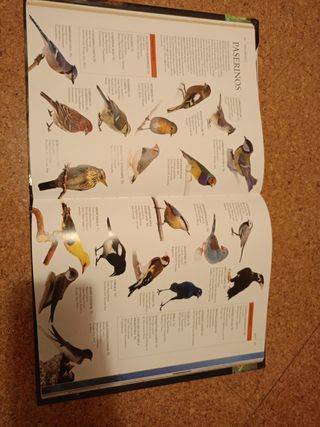 Enciclopedia Práctica del Mundo Animal (Spanish Edition)