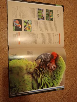 Enciclopedia Práctica del Mundo Animal (Spanish Edition)