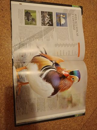 Enciclopedia Práctica del Mundo Animal (Spanish Edition)