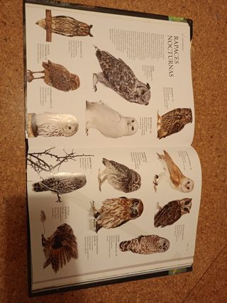 Enciclopedia Práctica del Mundo Animal (Spanish Edition)