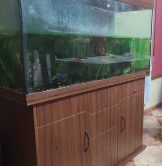 Acuario