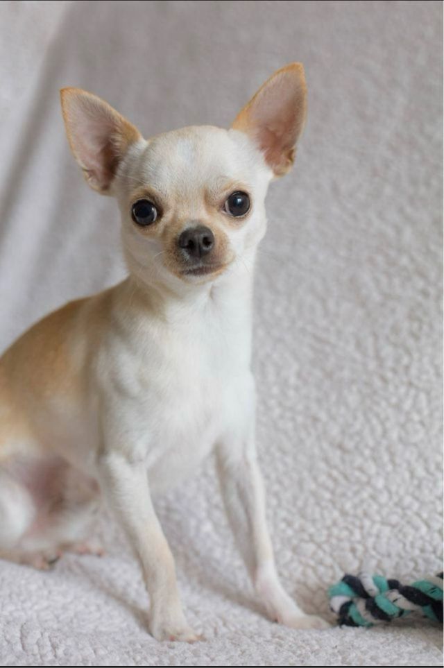 Cuidadora de Animales / mascotas