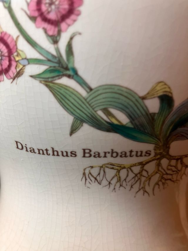 Vaso Florabumda England