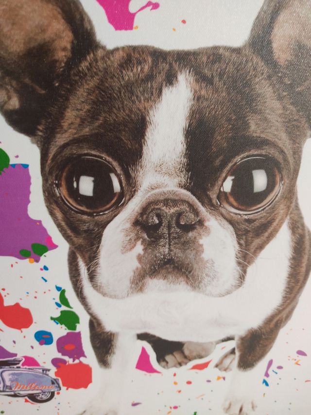 Cuadro bulldog