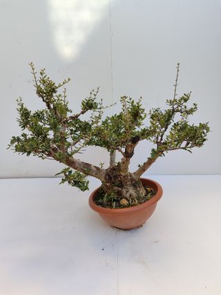 Bonsai Acebuche