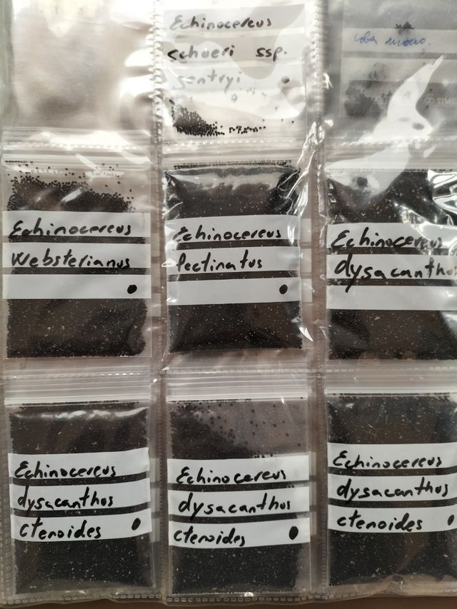 Semi di Echinocereus 