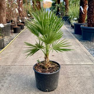 PALMERA - CHAMAEROPS HUMILIS