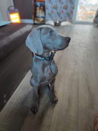 Adiestramiento canino