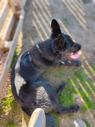 Adiestramiento canino