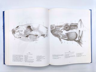 Escuela de Dibujo de Anatomía Comparada