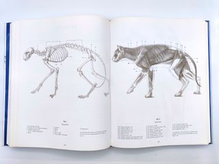 Escuela de Dibujo de Anatomía Comparada
