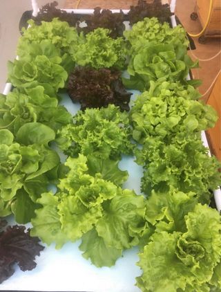 Mesa de cultivo Hidroponia