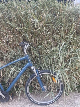 Bicicleta  Globe  specializ 