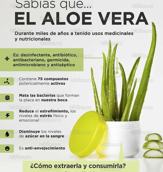 Aloe vera y macetero nuevo