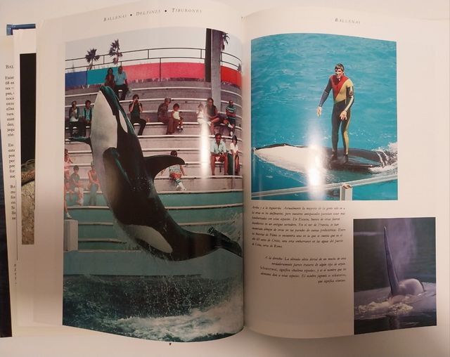 BALLENAS, DELFINES, TIBURONES