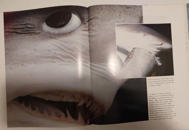 BALLENAS, DELFINES, TIBURONES