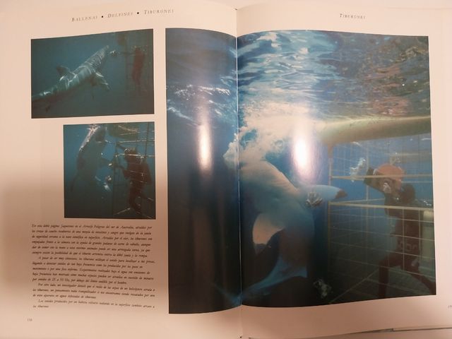 BALLENAS, DELFINES, TIBURONES