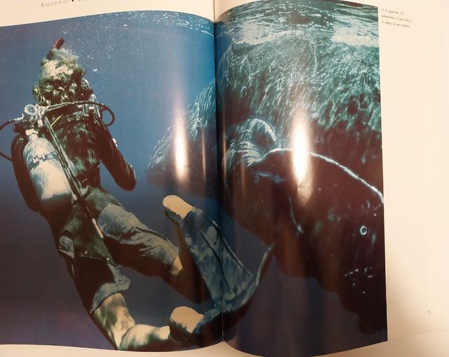 BALLENAS, DELFINES, TIBURONES