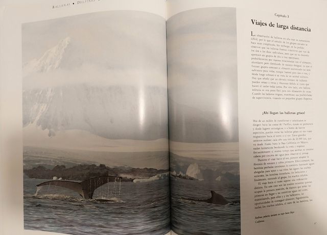 BALLENAS, DELFINES, TIBURONES