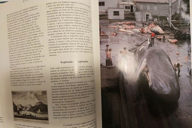 BALLENAS, DELFINES, TIBURONES