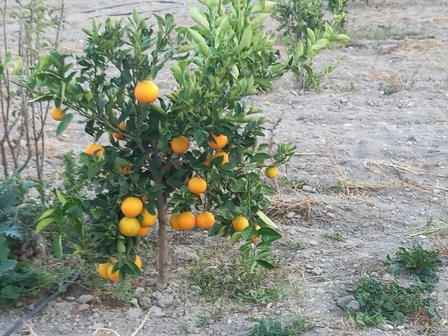 Terreno con casa en Jijona