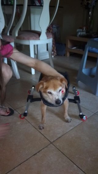 Silla Ortopédica para perros