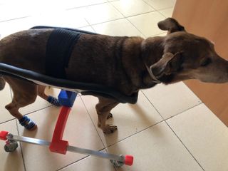 Silla Ortopédica para perros