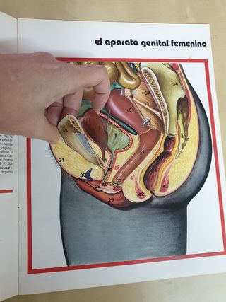 Libro didactico sobre el aparato sexual