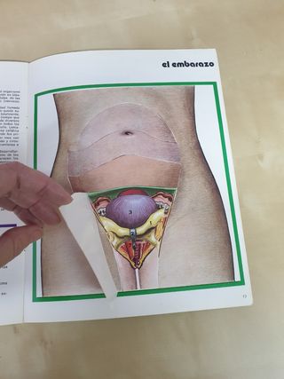 Libro didactico sobre el aparato sexual