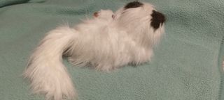 Peluche mamá gata y bebé