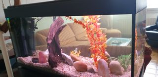 ACUARIO grande agua dulce completo y con mueble