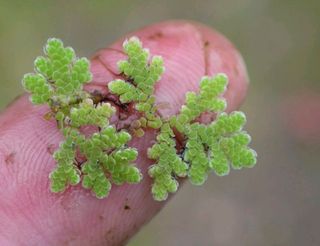 Azolla (Helecho de agua)