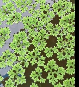 Azolla (Helecho de agua)