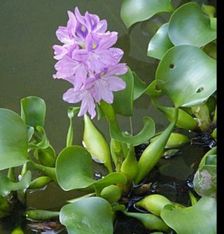 Planta flotate estanque