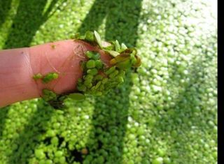 Lenteja de agua planta acuática